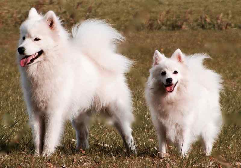 Làm sao để phân biệt chó Japanese Spitz và chó Samoyed