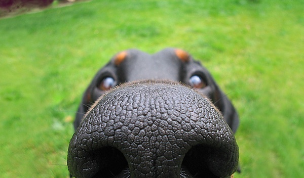 Tại sao chú chó lại bị chảy nước mũi?