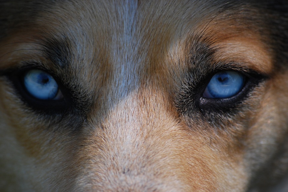 Cách điều trị các nguyên nhân khiến chó bị đau mắt