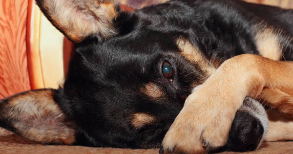 Điều trị và phòng tránh bệnh viêm giác mạc ở chó