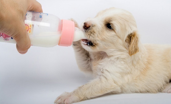 Liệu có nên cho chó uống sữa bò?