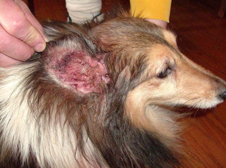 Cách điều trị bệnh viêm tai ngoài ở chó