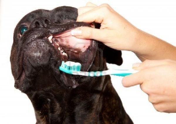 Phòng ngừa hiệu quả các bệnh mà chó thường mắc phải