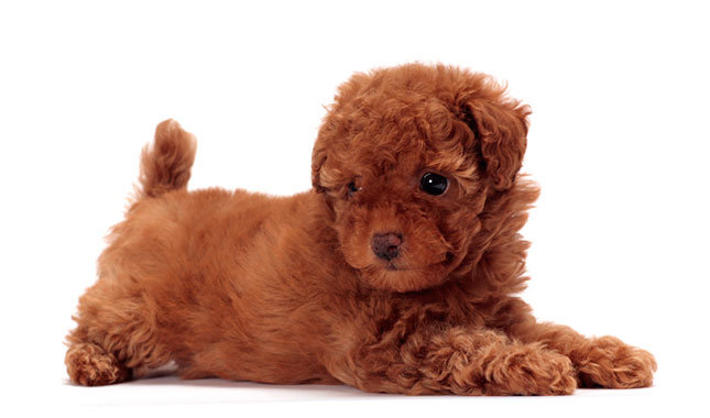 Làm sao để chăm sóc tốt cho chó Toy Poodle lúc mang thai?