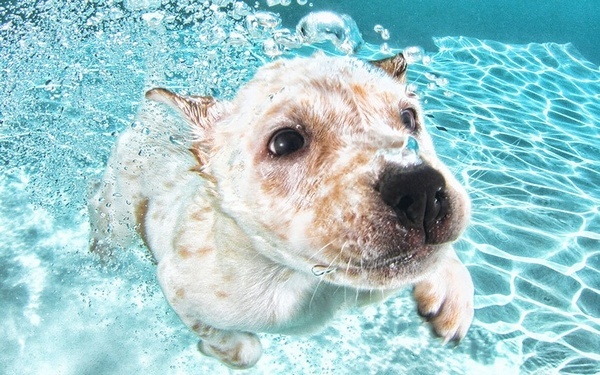 Làm sao để huấn luyện chó bơi giỏi?