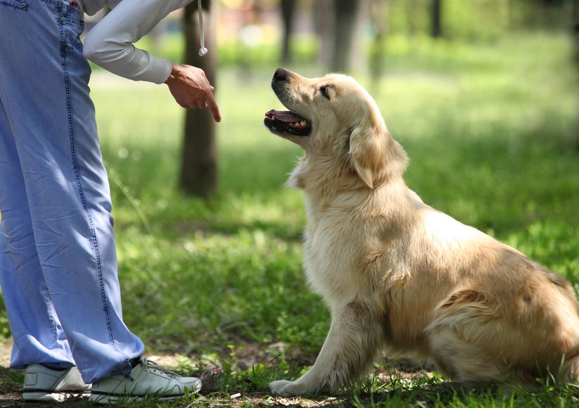 Làm sao để nhận biết chú chó có nghe lời hay không?