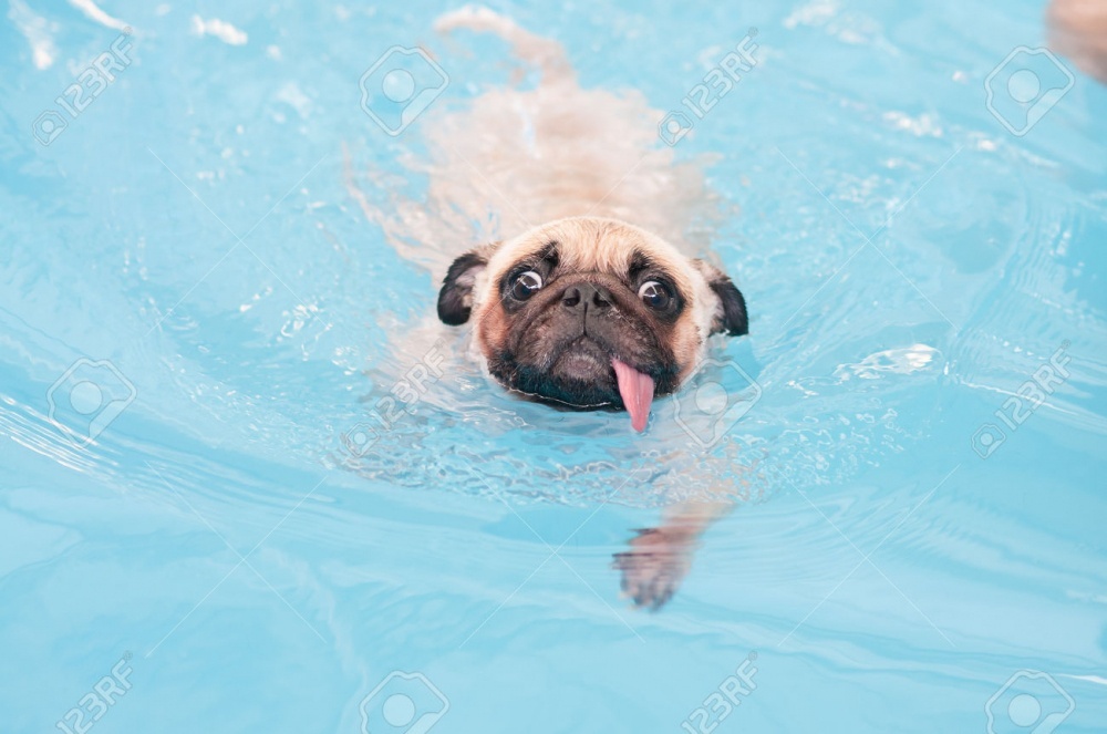 Làm sao để huấn luyện chó bơi giỏi?