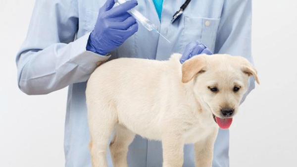 Làm sao để điều trị dị ứng vacxin ở loài chó?