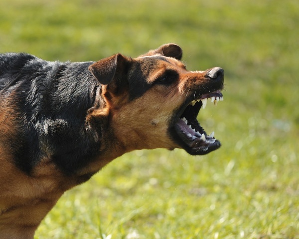 Làm cách nào để huấn luyện một chú chó dữ thành hiền lành?