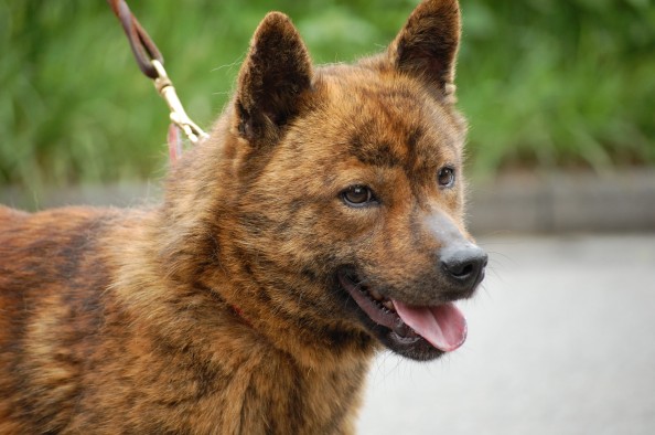 Tìm hiểu về giống chó Kai Inu của Nhật Bản