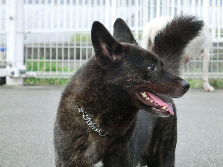 Tìm hiểu về giống chó Kai Inu của Nhật Bản