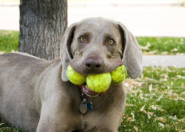 Liệu bạn có biết loài chó thích trò chơi gì nhất?