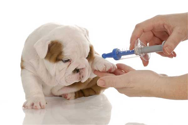 Làm sao để điều trị dị ứng vacxin ở loài chó?