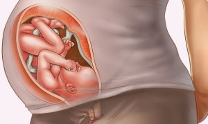 Sự phát triển của thai nhi tuần thứ 24 và chế độ dinh dưỡng cho mẹ bầu giao đoạn này
