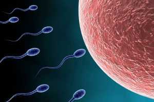 Quy trình thụ tinh nhân tạo bơm tinh trùng vào buồng tử cung