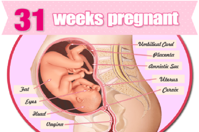 Tuần thai thứ 31: Sự thay đổi của mẹ bầu và thai nhi