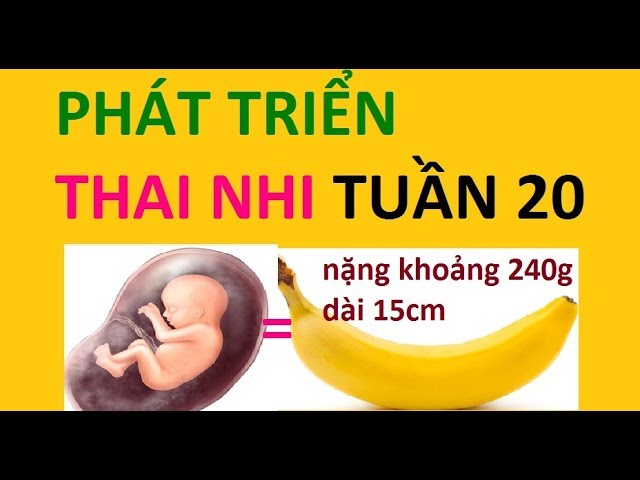 Thai nhi 20 tuần