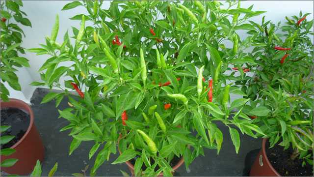 Cách trồng ớt tại nhà nhanh và hiệu quả