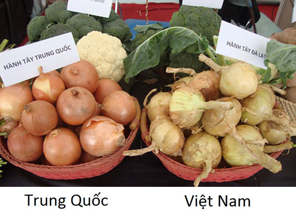 phân biệt các loại rau củ