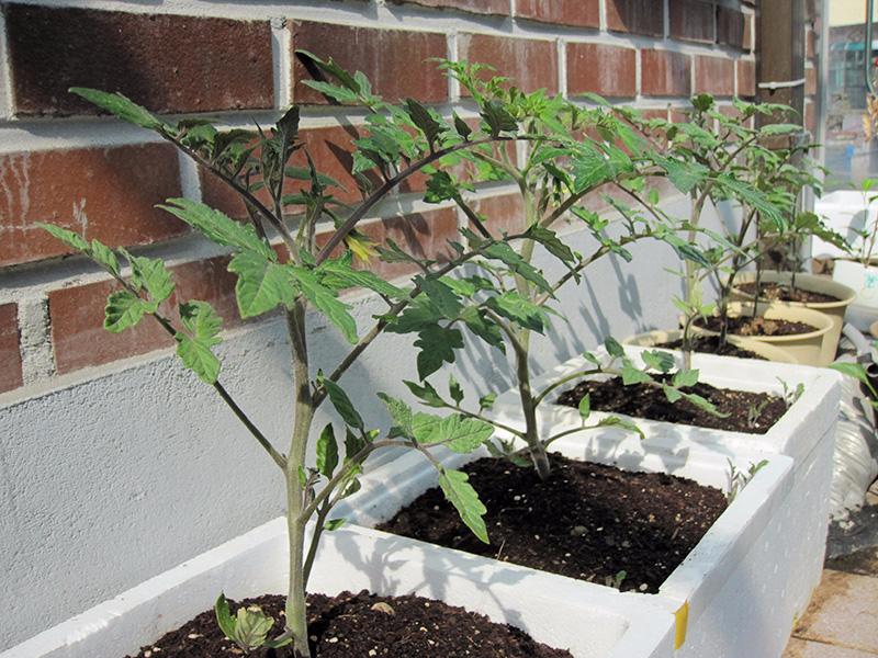 trồng cà chua sai quả