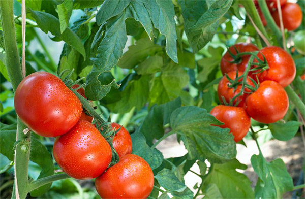 trồng cà chua sai quả